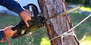 Best Tree Trimming and Pruning  in Middletown, DE