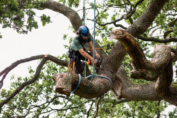 Tree and Shrub Care in Middletown, DE