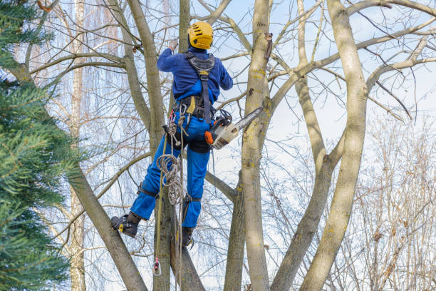 Best Hedge Trimming  in Middletown, DE