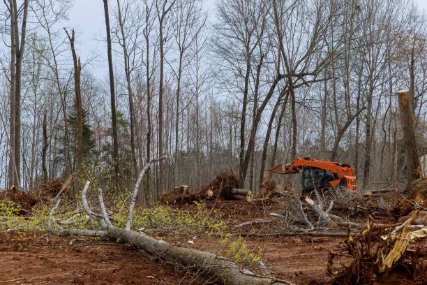 Lawn Renovation and Restoration in Middletown, DE