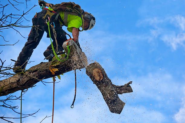 Best Fruit Tree Pruning  in Middletown, DE