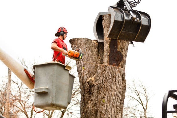 Trusted Middletown, DE Tree Care Experts